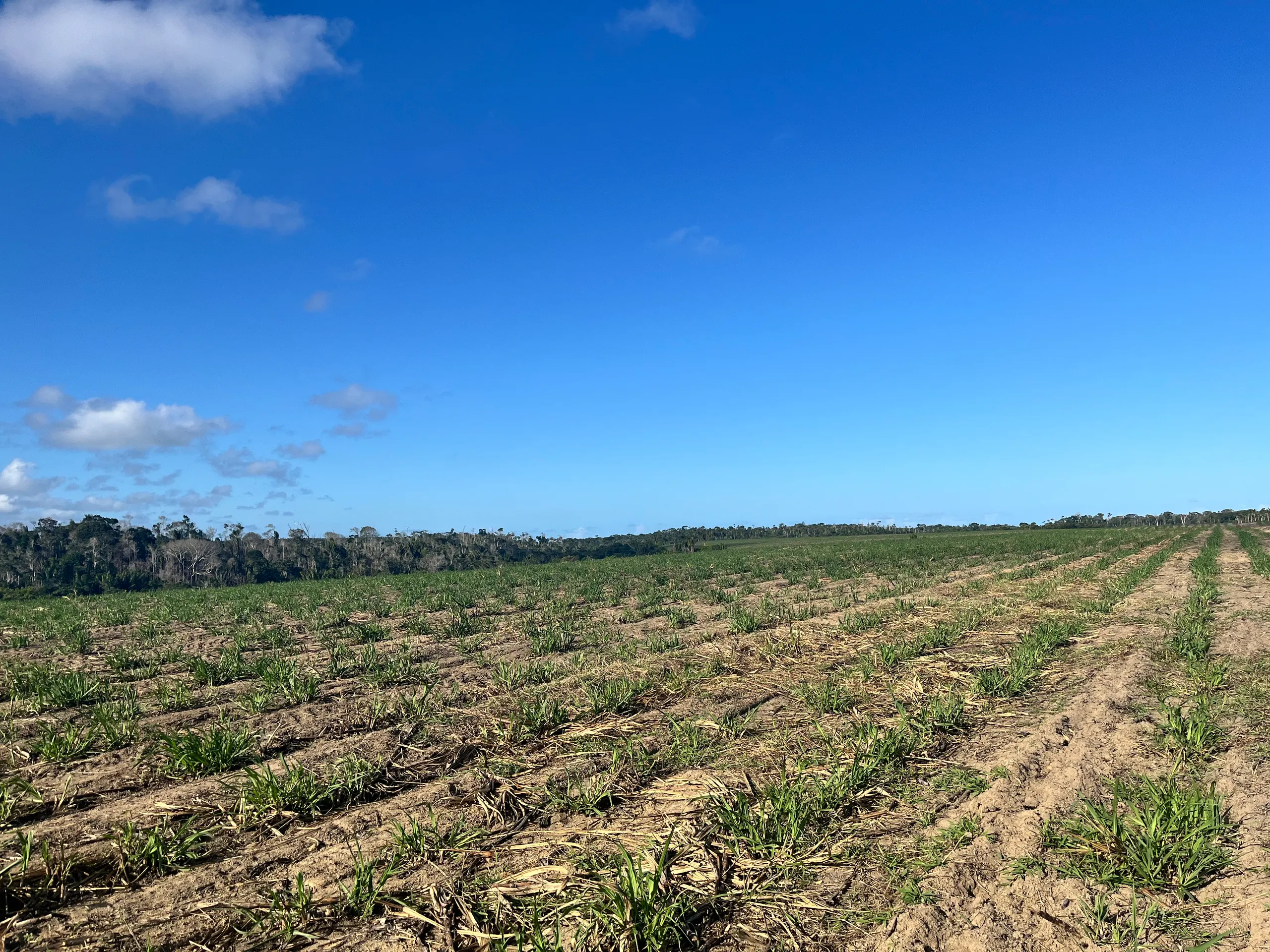 Fazenda para Arrendar de 500 ha em Belmonte, BA, Brasil