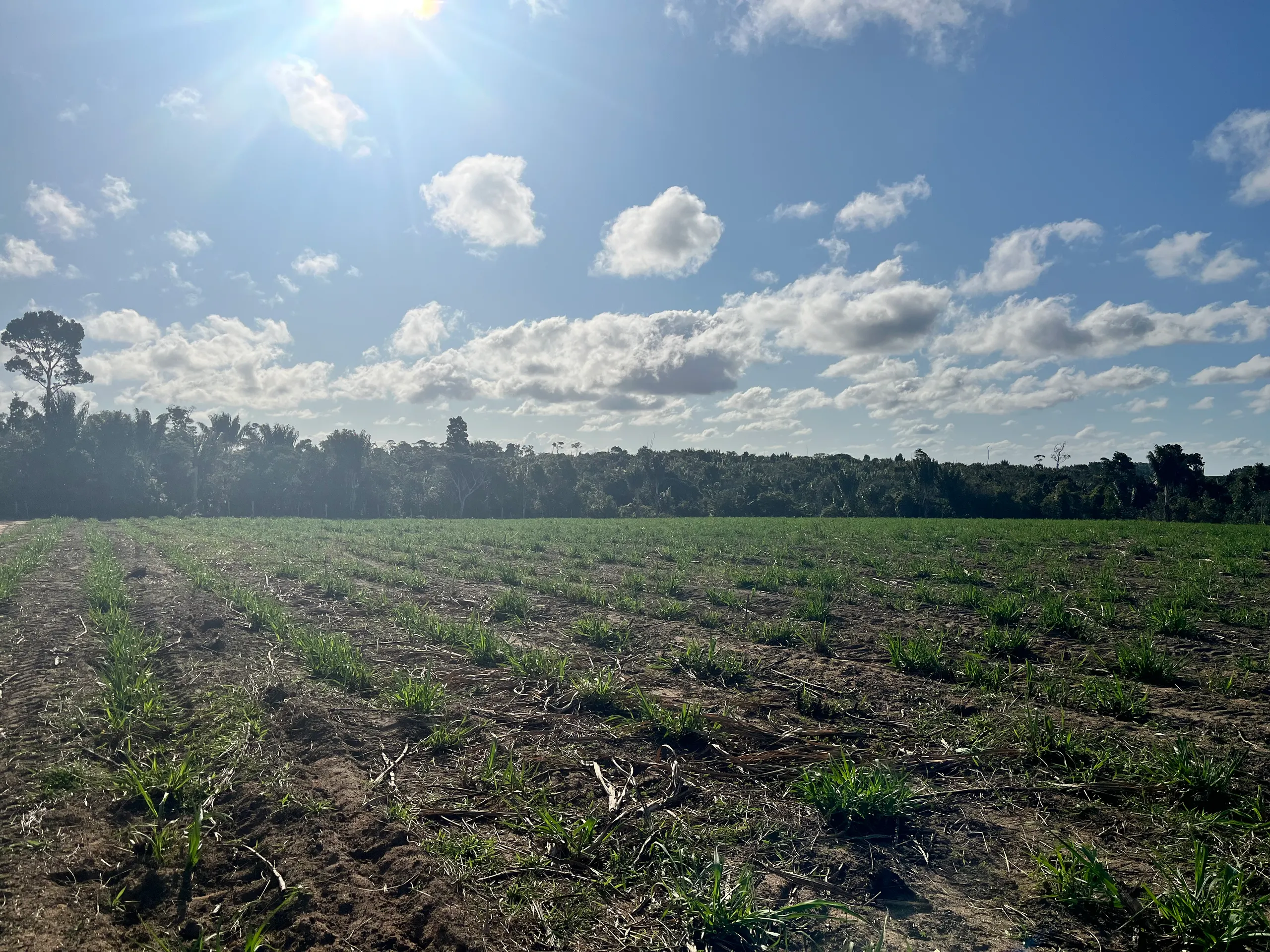 Fazenda para Arrendar de 500 ha em Belmonte, BA, Brasil