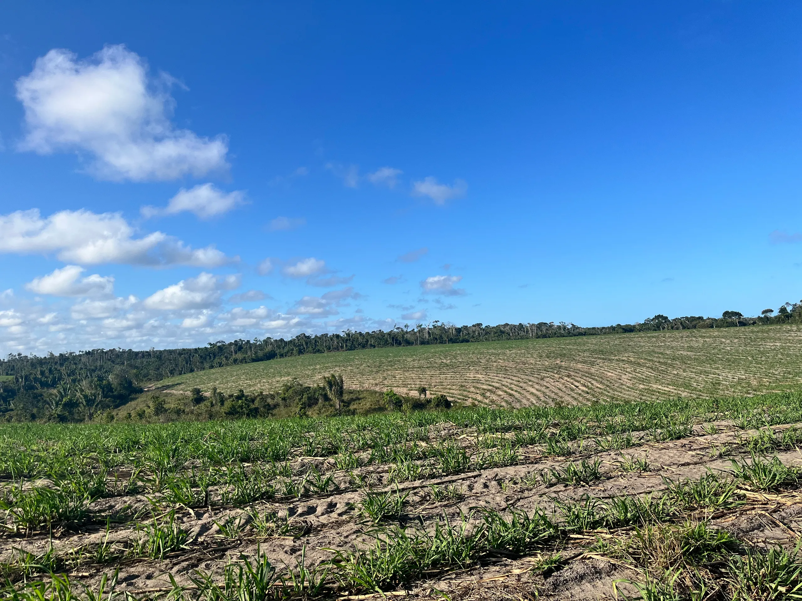 Fazenda para Arrendar de 500 ha em Belmonte, BA, Brasil