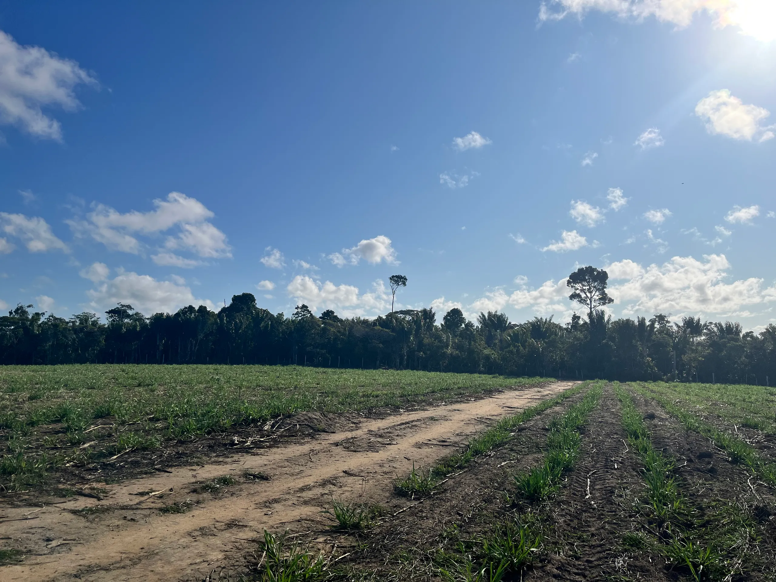 Fazenda para Arrendar de 500 ha em Belmonte, BA, Brasil