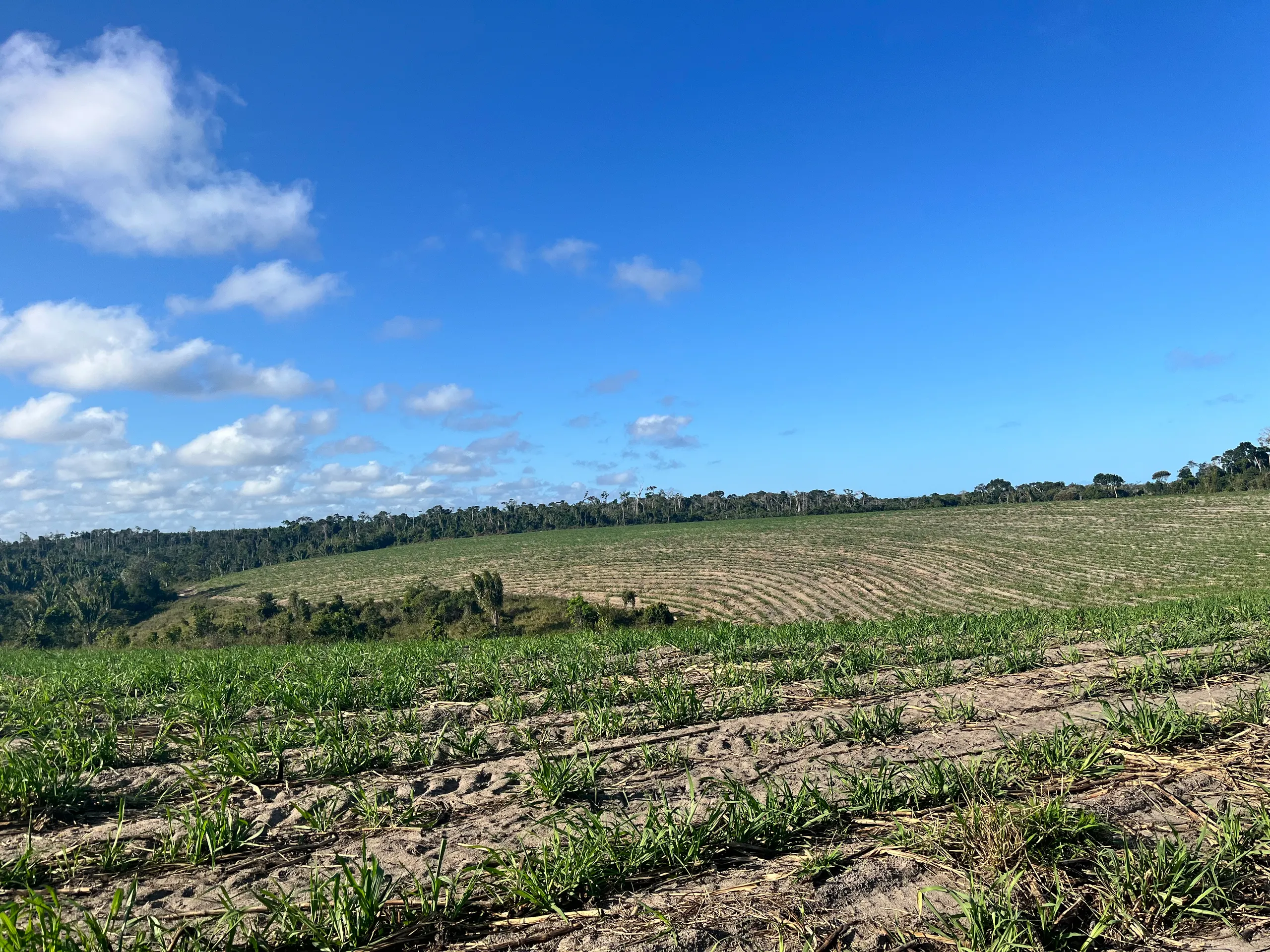 Fazenda para Arrendar de 500 ha em Belmonte, BA, Brasil
