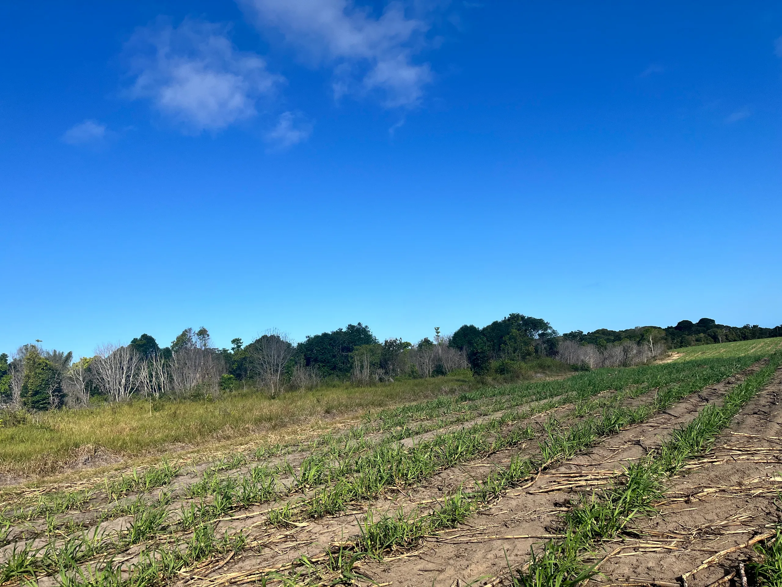 Fazenda para Arrendar de 500 ha em Belmonte, BA, Brasil