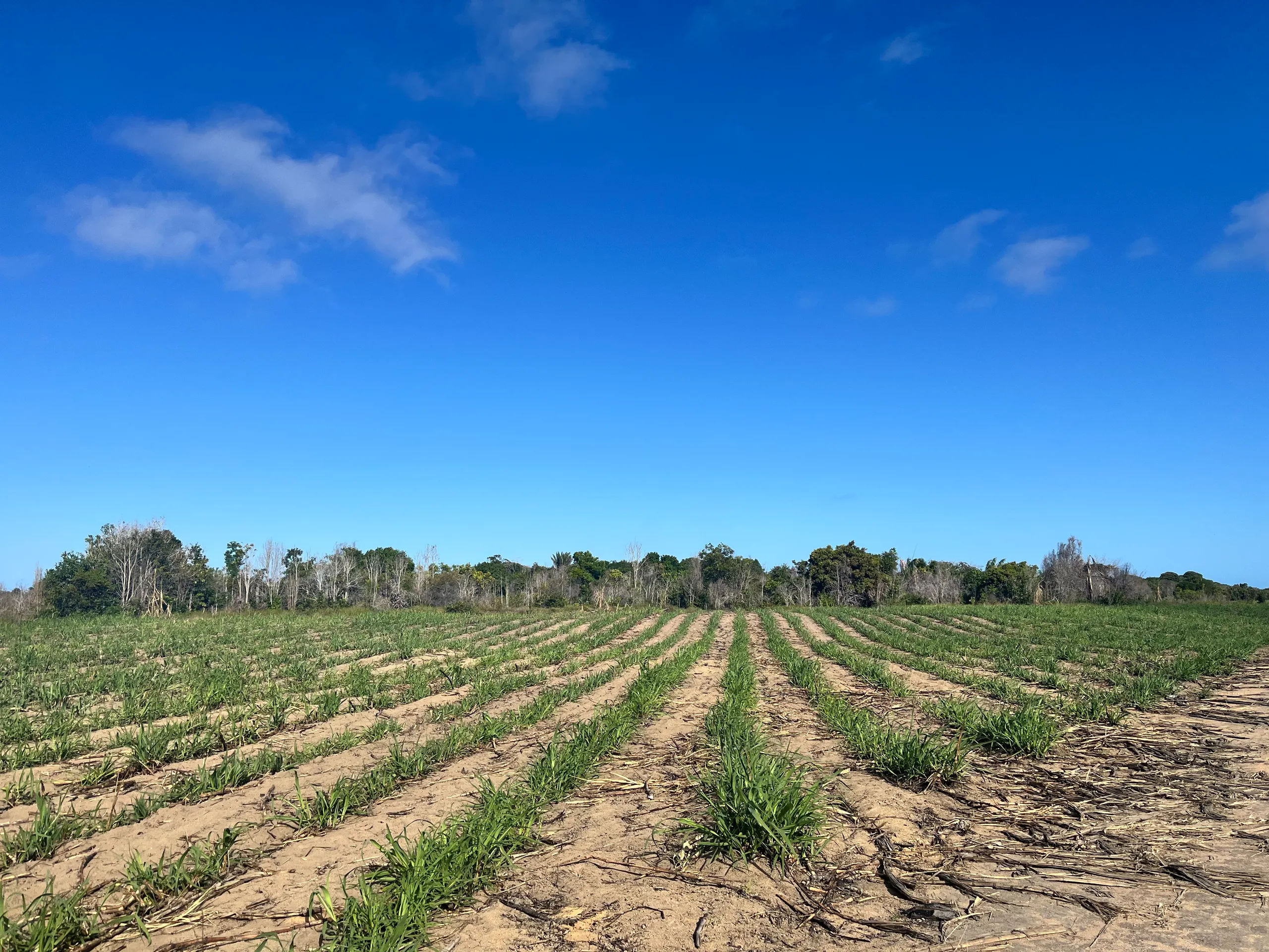 Fazenda para Arrendar de 500 ha em Belmonte, BA, Brasil