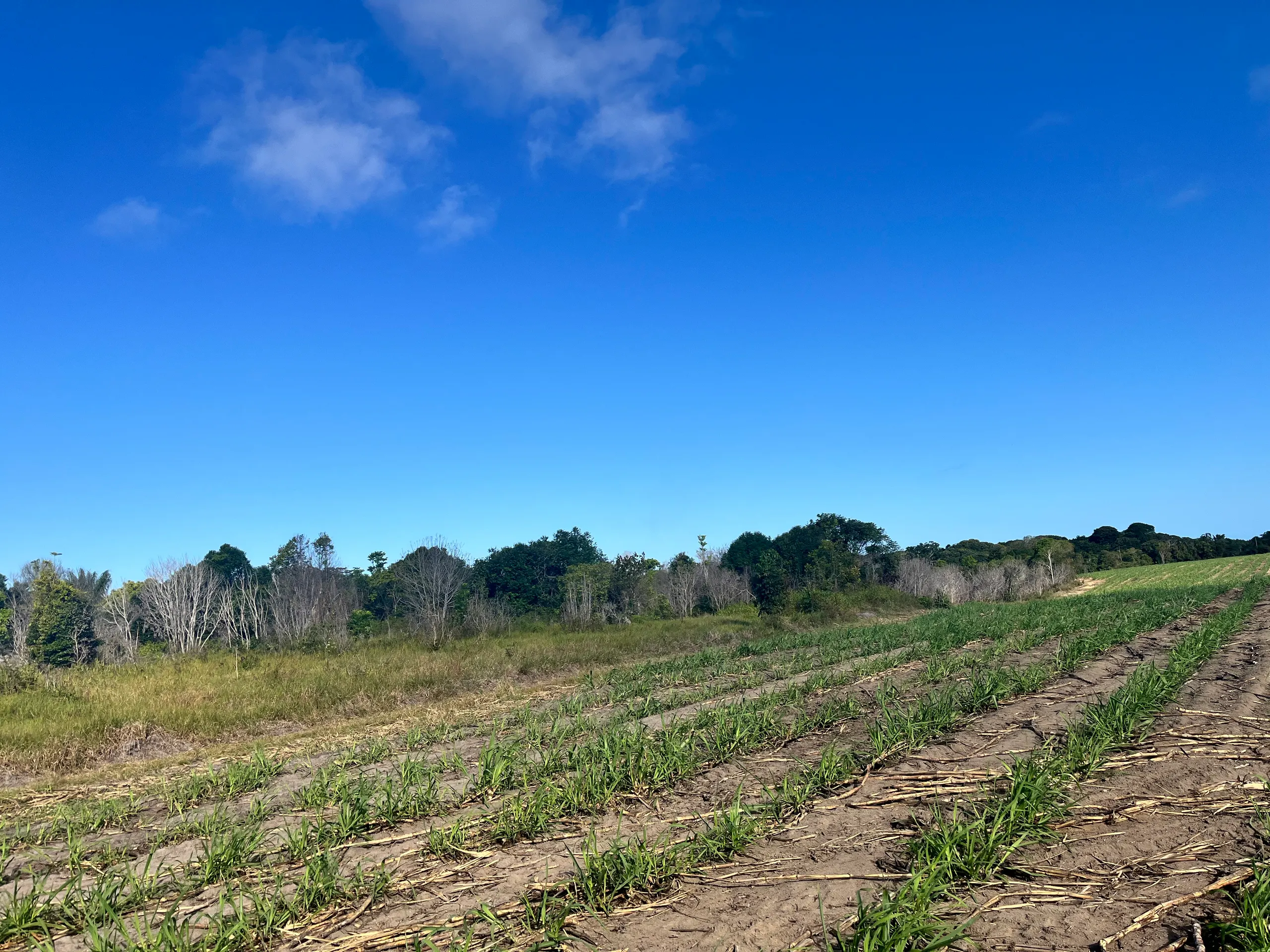 Fazenda para Arrendar de 500 ha em Belmonte, BA, Brasil