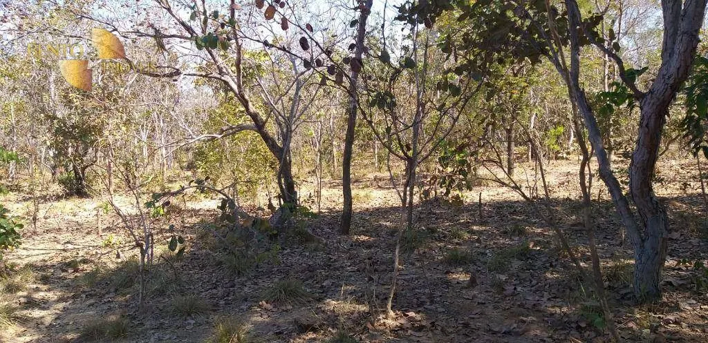 Fazenda à venda de 1.563 ha em Paranatinga, MT, Brasil