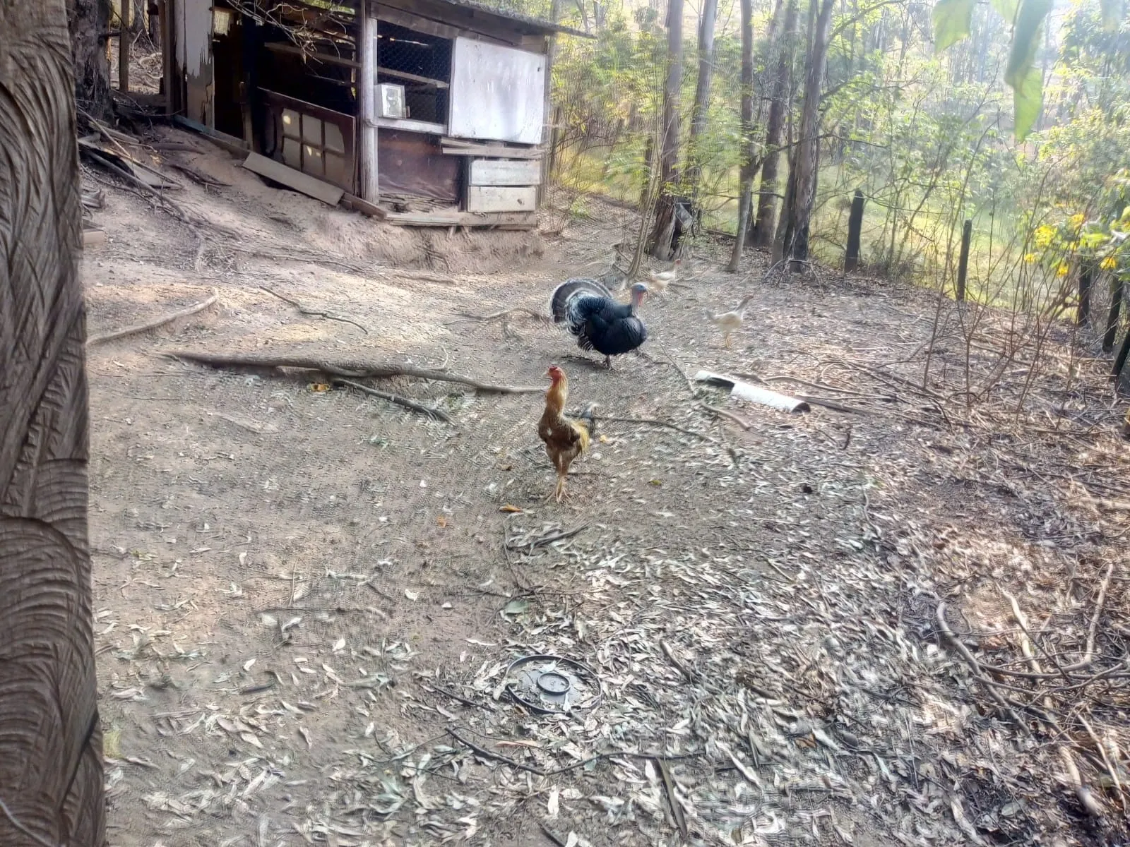 Sítio à venda de 4 ha em Amparo, SP, Brasil