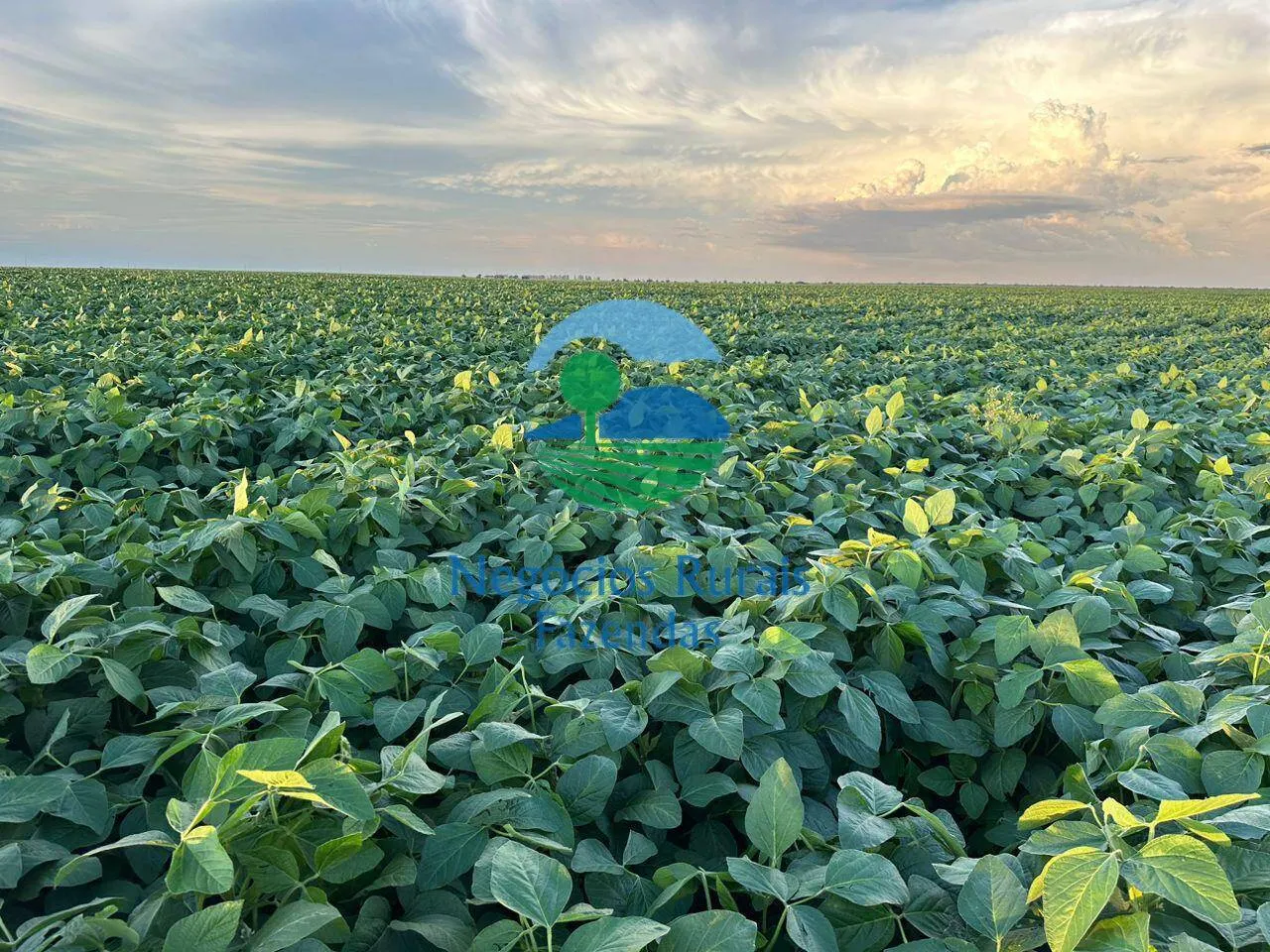 Fazenda à venda de 10.930 ha em Uruaçu, GO, Brasil