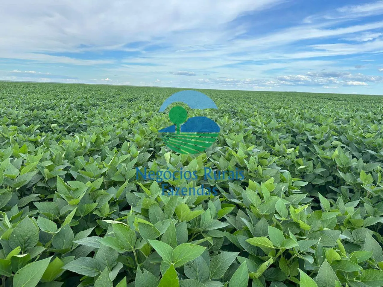 Fazenda à venda de 10.930 ha em Uruaçu, GO, Brasil