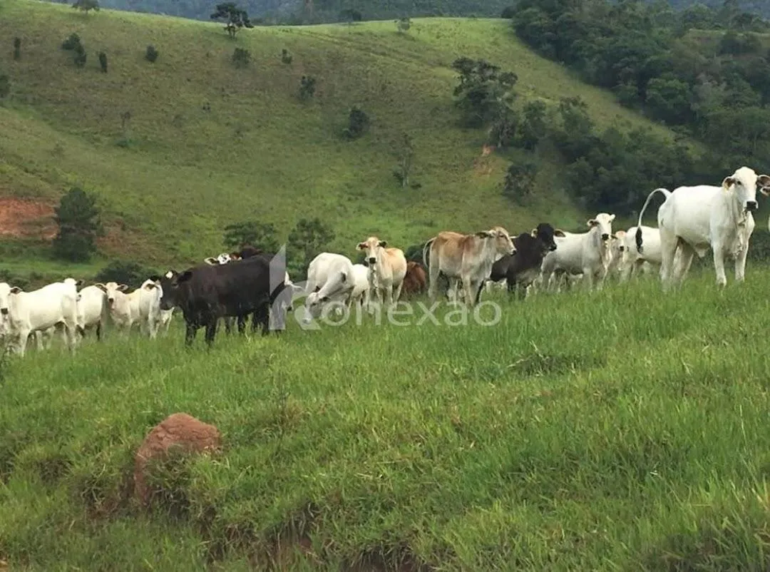 Fazenda à venda de 400 ha em Santa Branca, SP, Brasil