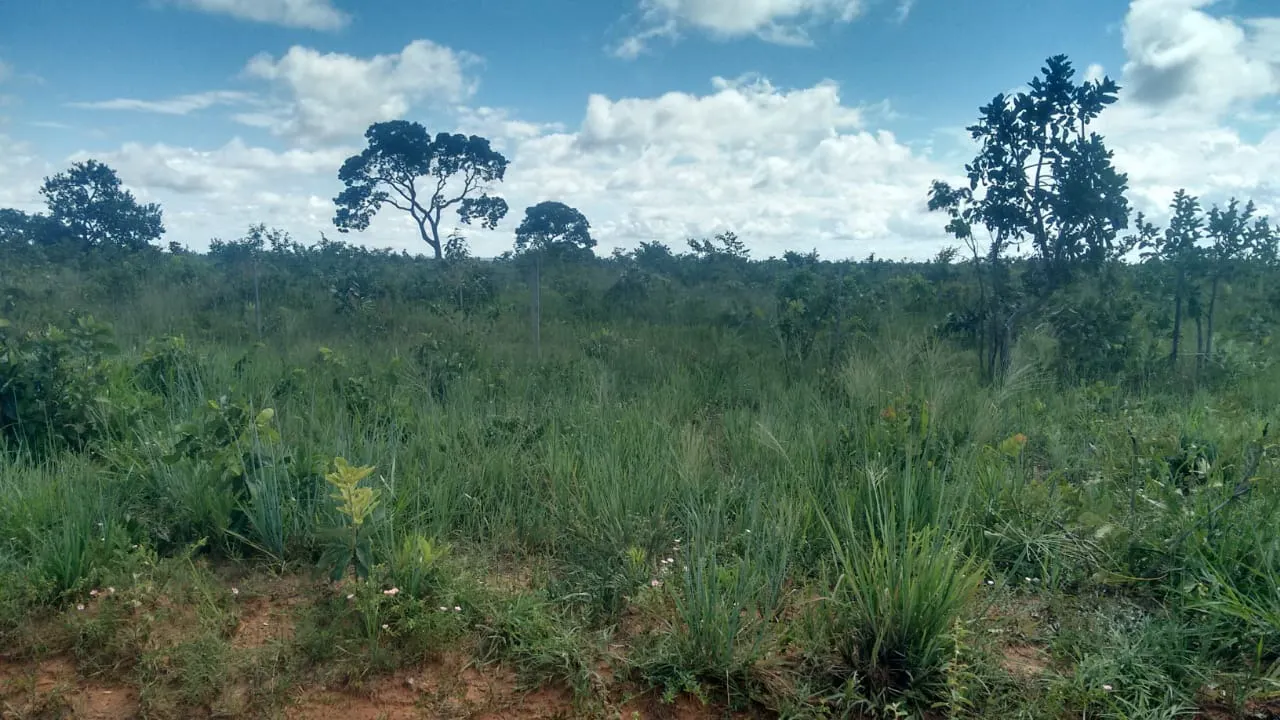 Fazenda à venda de 2.081 ha em João Pinheiro, MG, Brasil