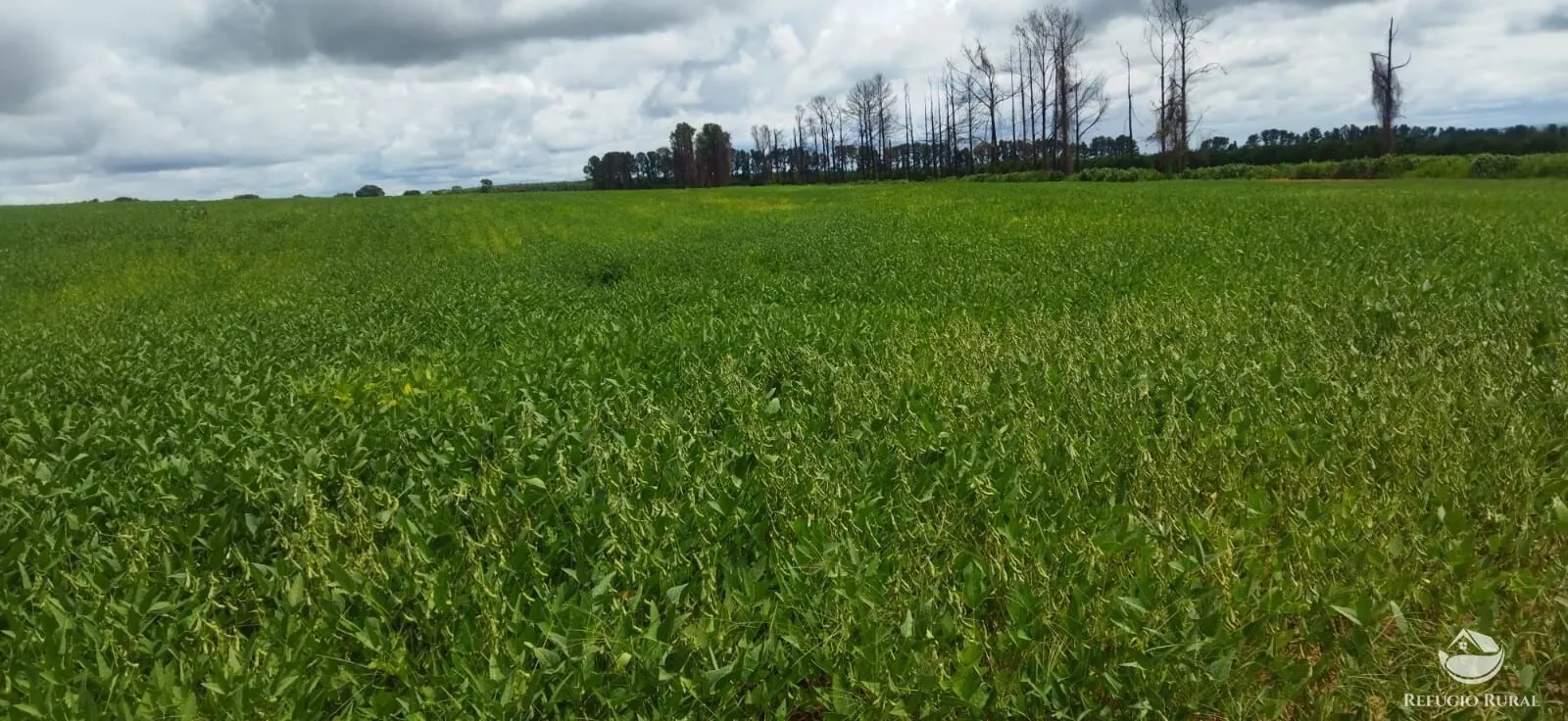 Sítio à venda de 53 ha em Frutal, MG, Brasil
