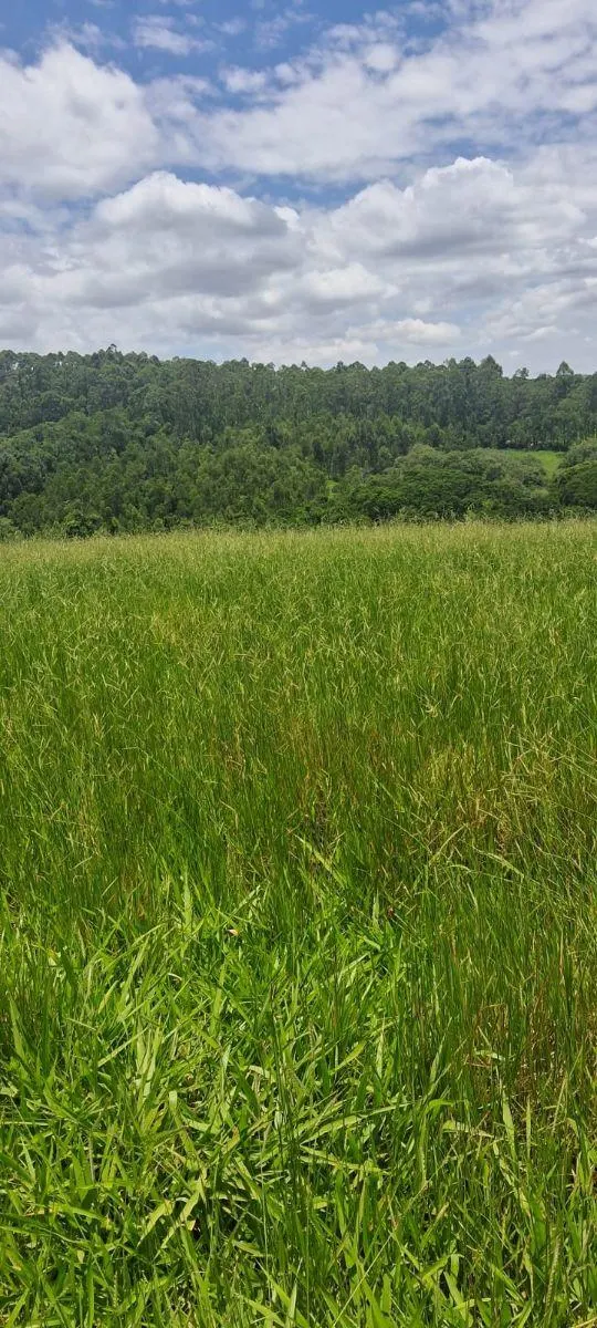 Sítio à venda de 46 ha em Ibiúna, SP, Brasil