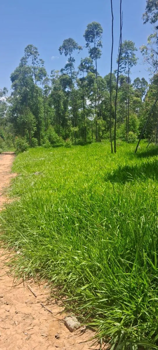Sítio à venda de 46 ha em Ibiúna, SP, Brasil