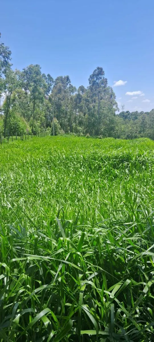 Sítio à venda de 46 ha em Ibiúna, SP, Brasil