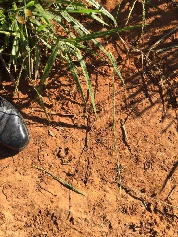 Sítio à venda de 36 ha em Cuiabá, MT, Brasil