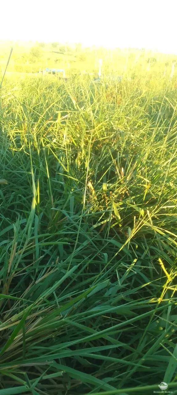 Fazenda à venda de 840 ha em Sonora, MS, Brasil