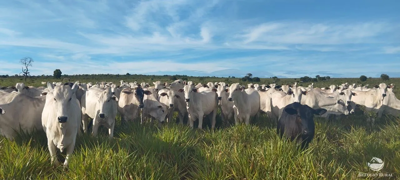 Fazenda à venda de 840 ha em Sonora, MS, Brasil