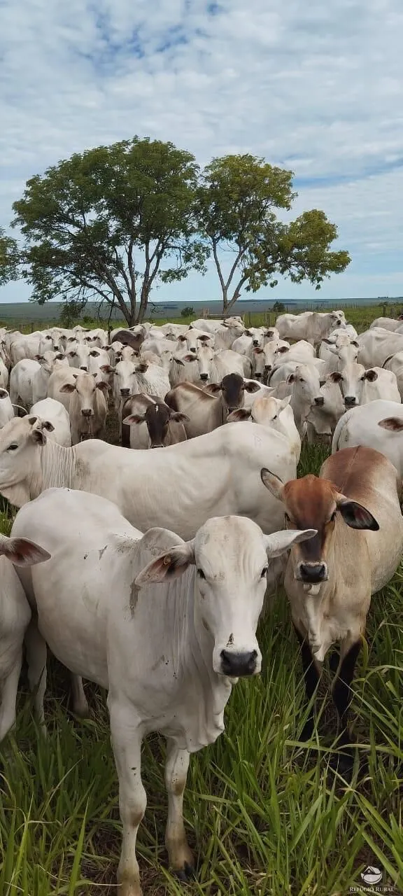 Fazenda à venda de 840 ha em Sonora, MS, Brasil