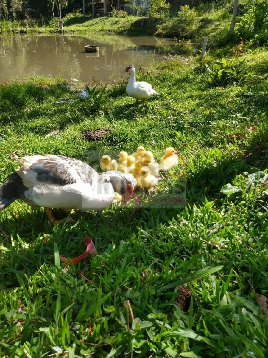 Chácara à venda de 2 ha em São Luiz do Paraitinga, SP, Brasil
