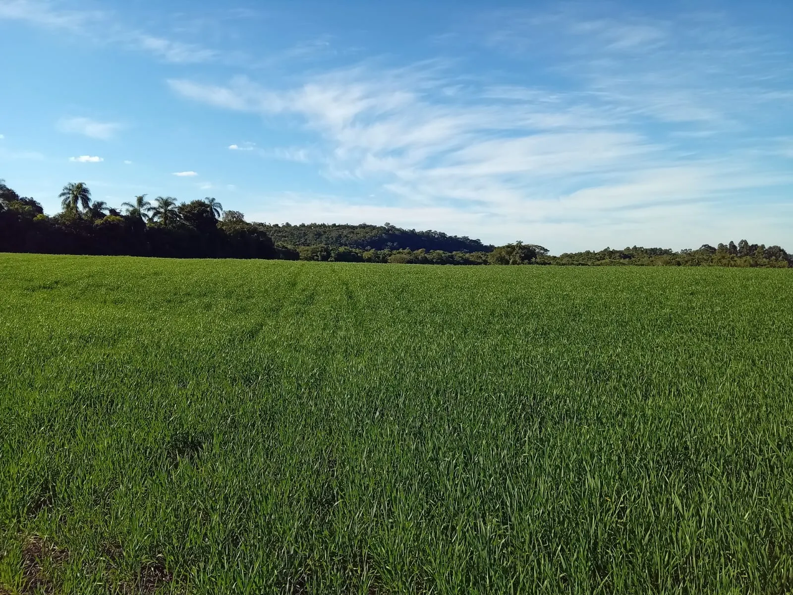 Sítio à venda de 53 ha em Capela do Alto, SP, Brasil