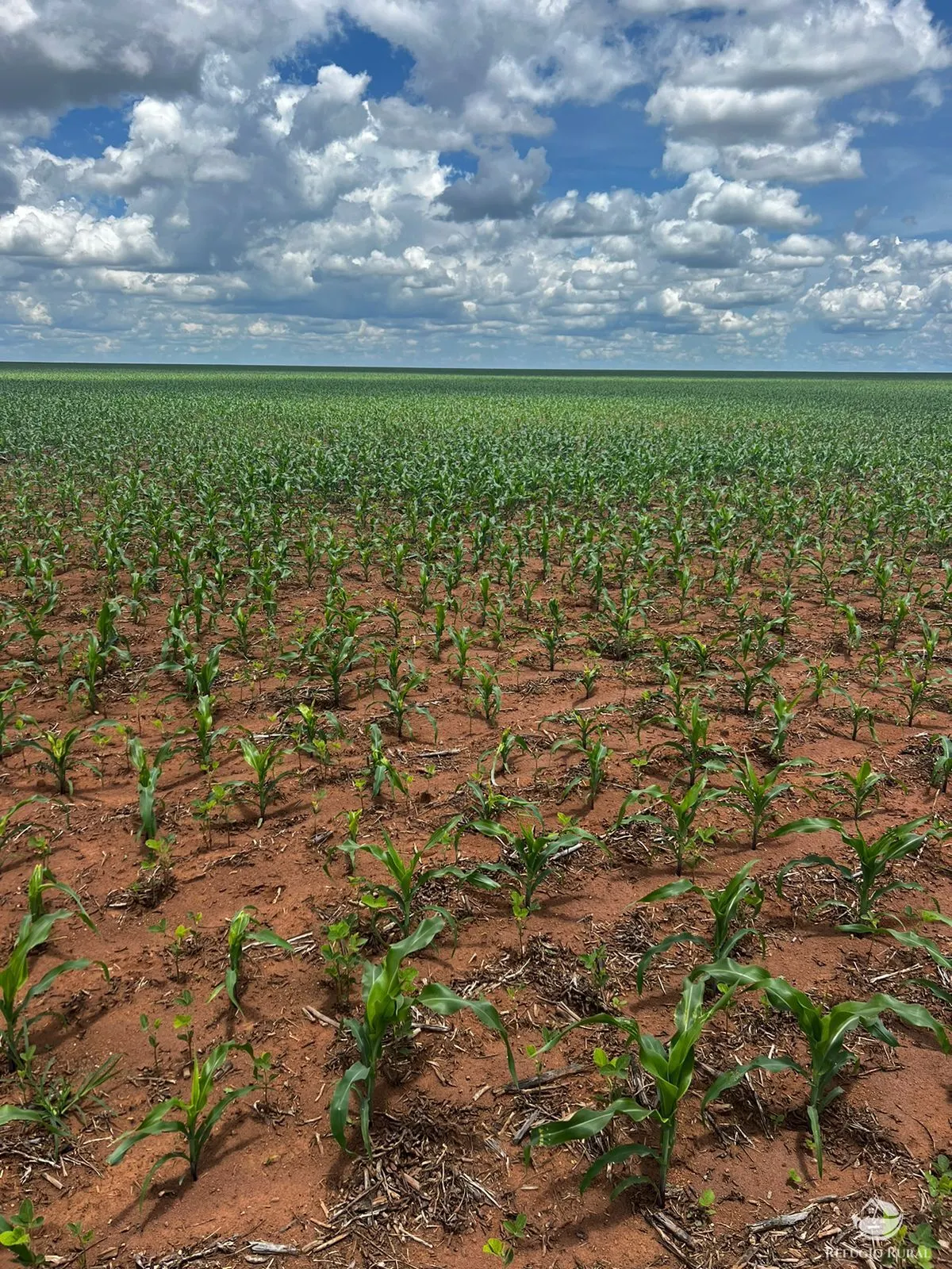Fazenda à venda de 5.200 ha em Canarana, MT, Brasil