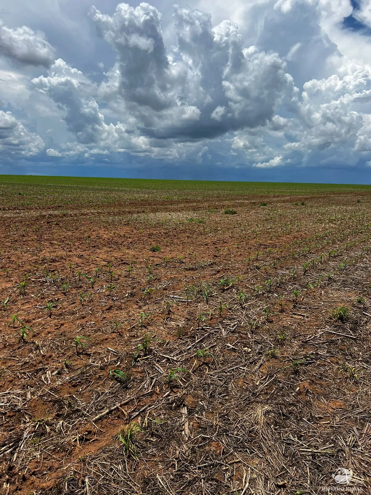 Fazenda à venda de 5.200 ha em Canarana, MT, Brasil