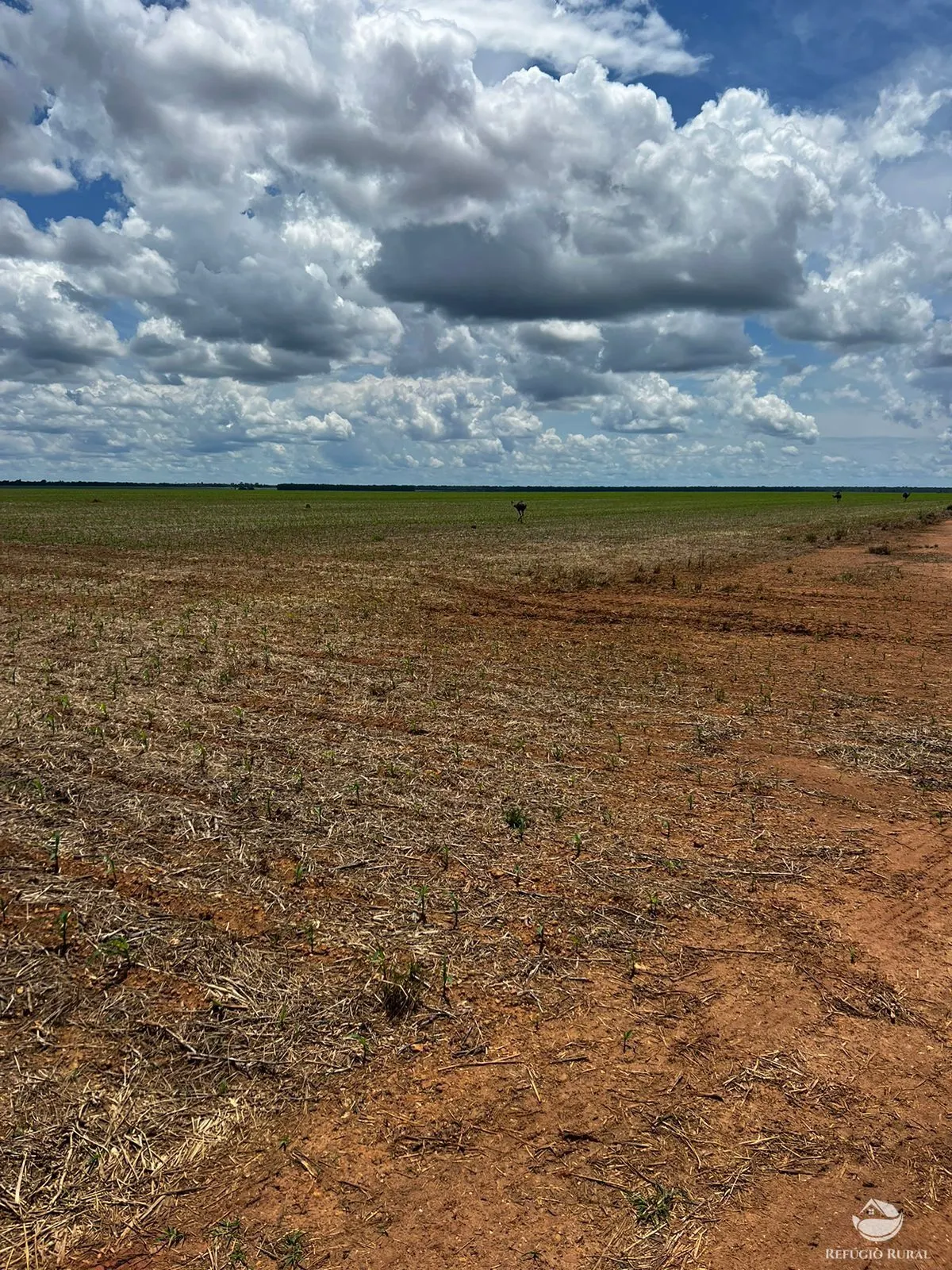 Fazenda à venda de 5.200 ha em Canarana, MT, Brasil