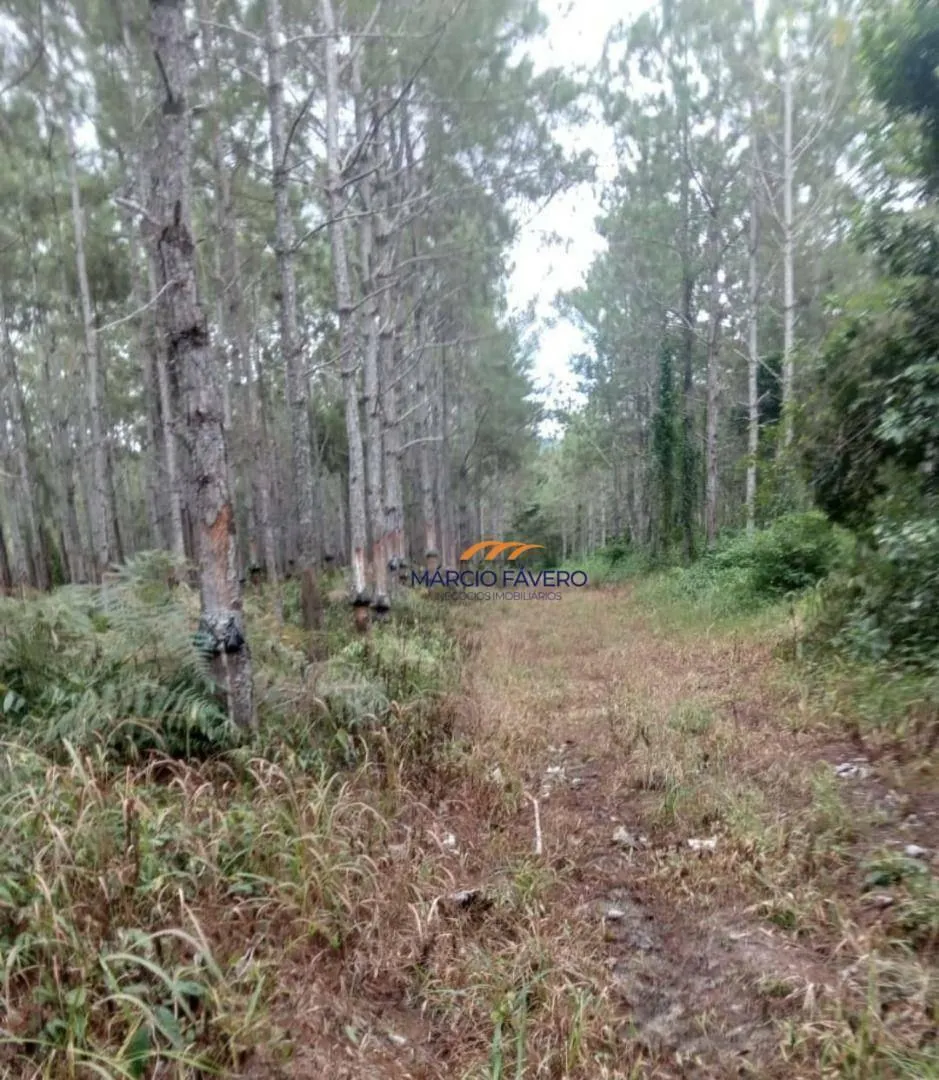 Fazenda à venda de 726 ha em Pariquera-Açu, SP, Brasil