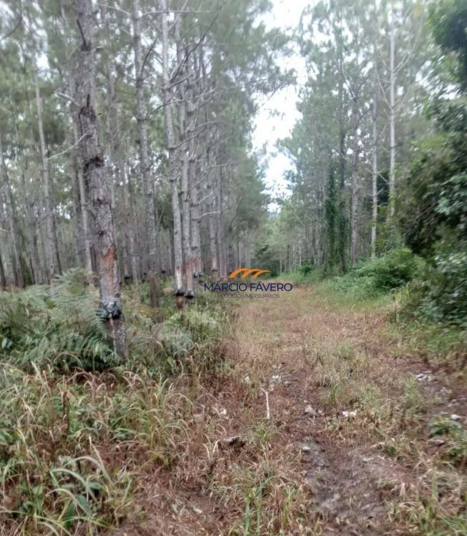 Fazenda à venda de 726 ha em Pariquera-Açu, SP, Brasil