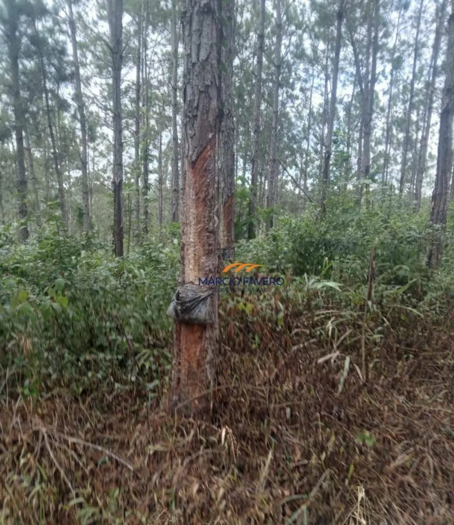 Fazenda à venda de 726 ha em Pariquera-Açu, SP, Brasil