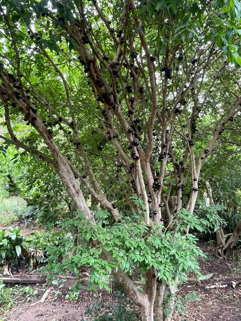 Chácara à venda de 2.200 m² em Tatuí, SP, Brasil