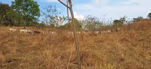 Fazenda à venda de 133 ha em Presidente Olegário, MG, Brasil