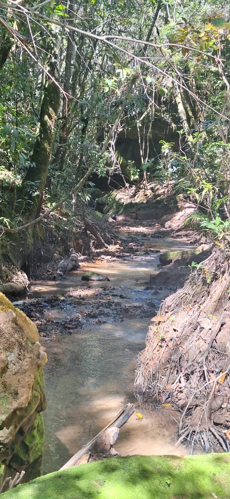 Fazenda à venda de 133 ha em Presidente Olegário, MG, Brasil