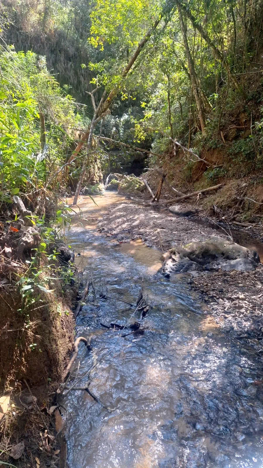 Fazenda à venda de 133 ha em Presidente Olegário, MG, Brasil