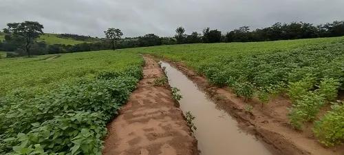 Fazenda à venda de 133 ha em Presidente Olegário, MG, Brasil