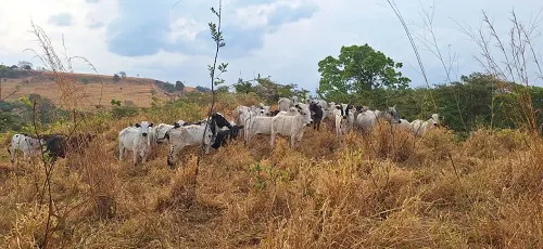 Fazenda à venda de 133 ha em Presidente Olegário, MG, Brasil