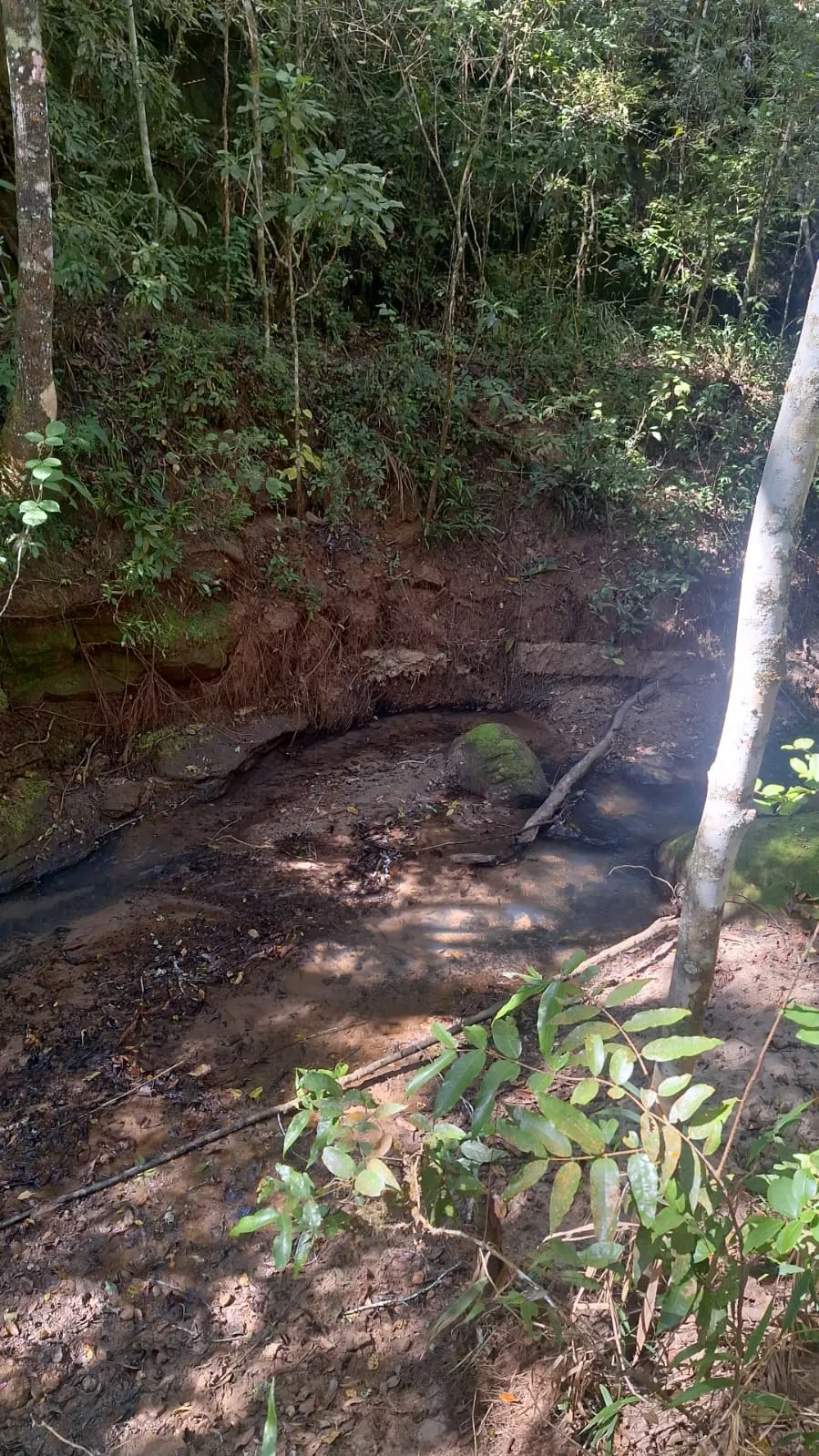 Fazenda à venda de 133 ha em Presidente Olegário, MG, Brasil