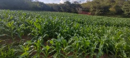 Fazenda à venda de 133 ha em Presidente Olegário, MG, Brasil