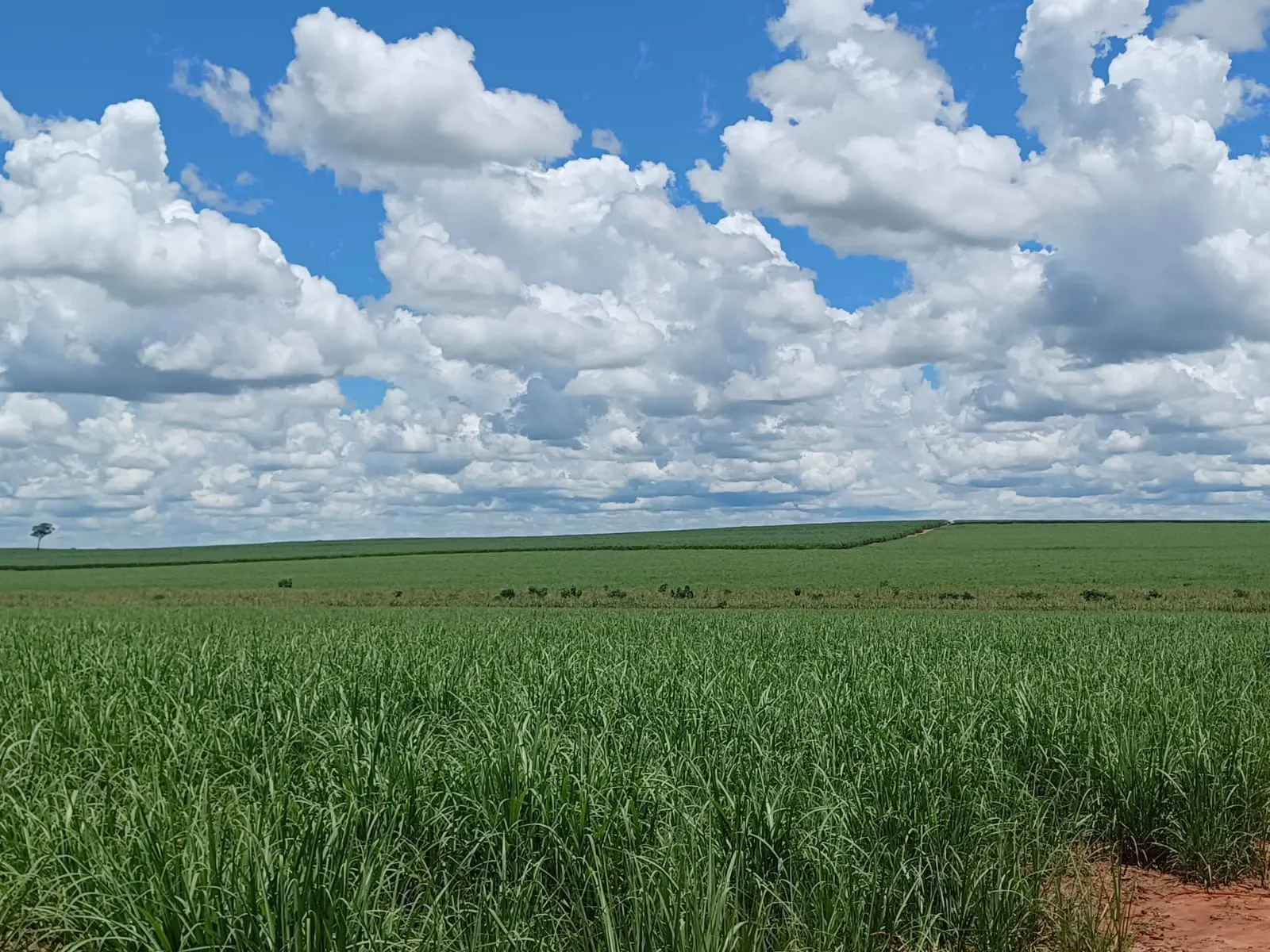 Fazenda à venda de 663 ha em Pacaembu, SP, Brasil