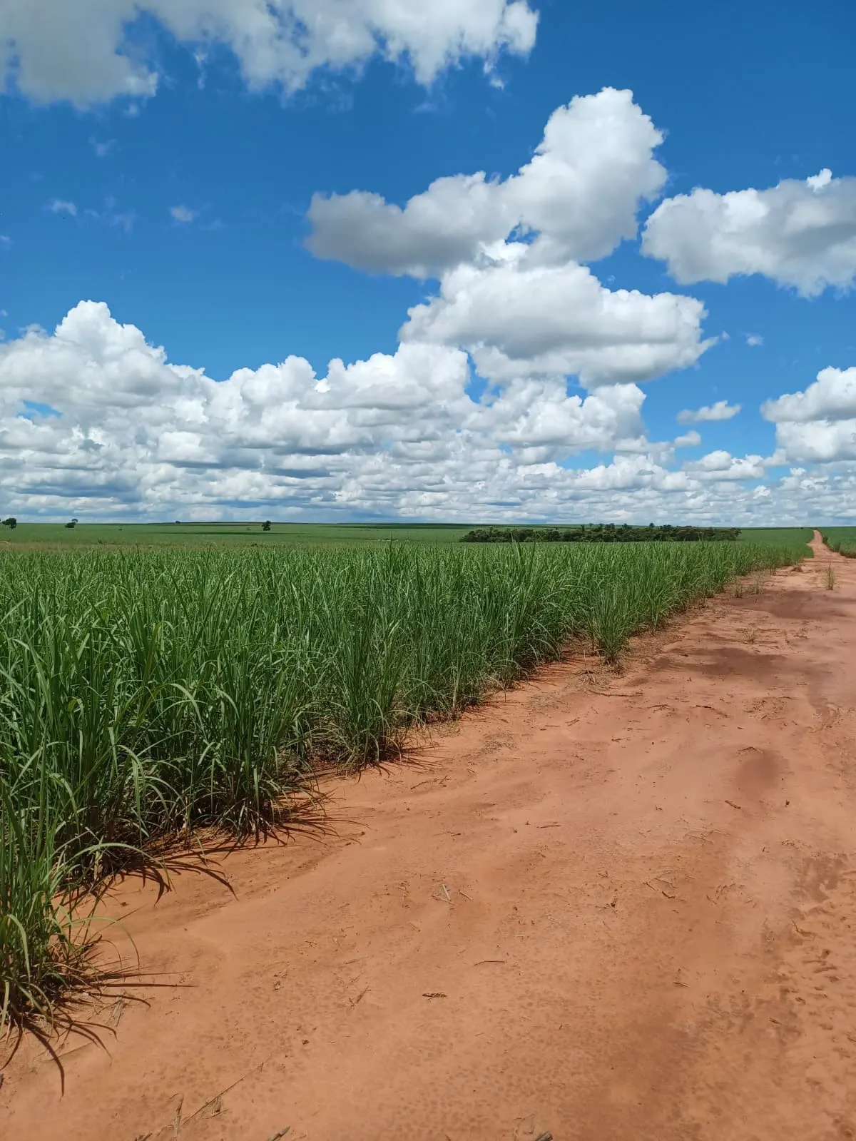 Fazenda à venda de 663 ha em Pacaembu, SP, Brasil
