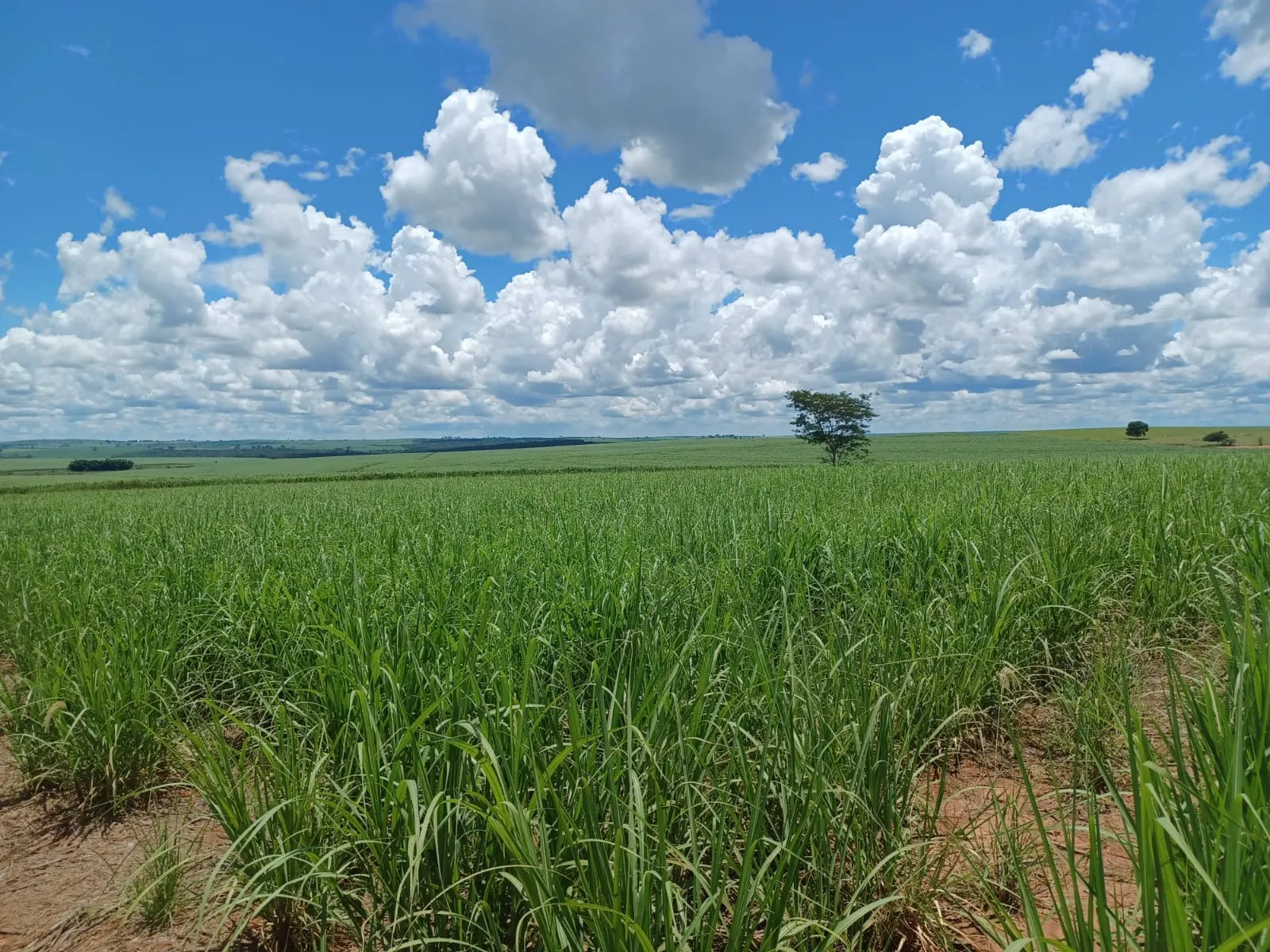 Fazenda à venda de 663 ha em Pacaembu, SP, Brasil