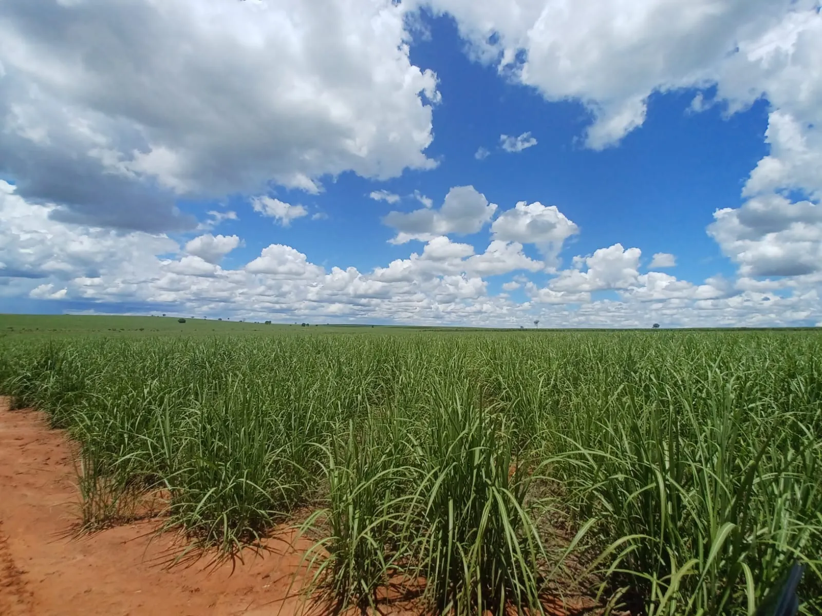 Fazenda à venda de 663 ha em Pacaembu, SP, Brasil