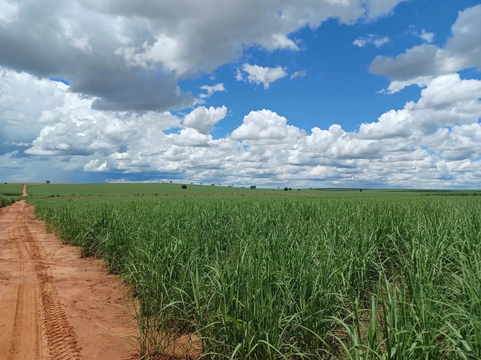 Fazenda à venda de 663 ha em Pacaembu, SP, Brasil