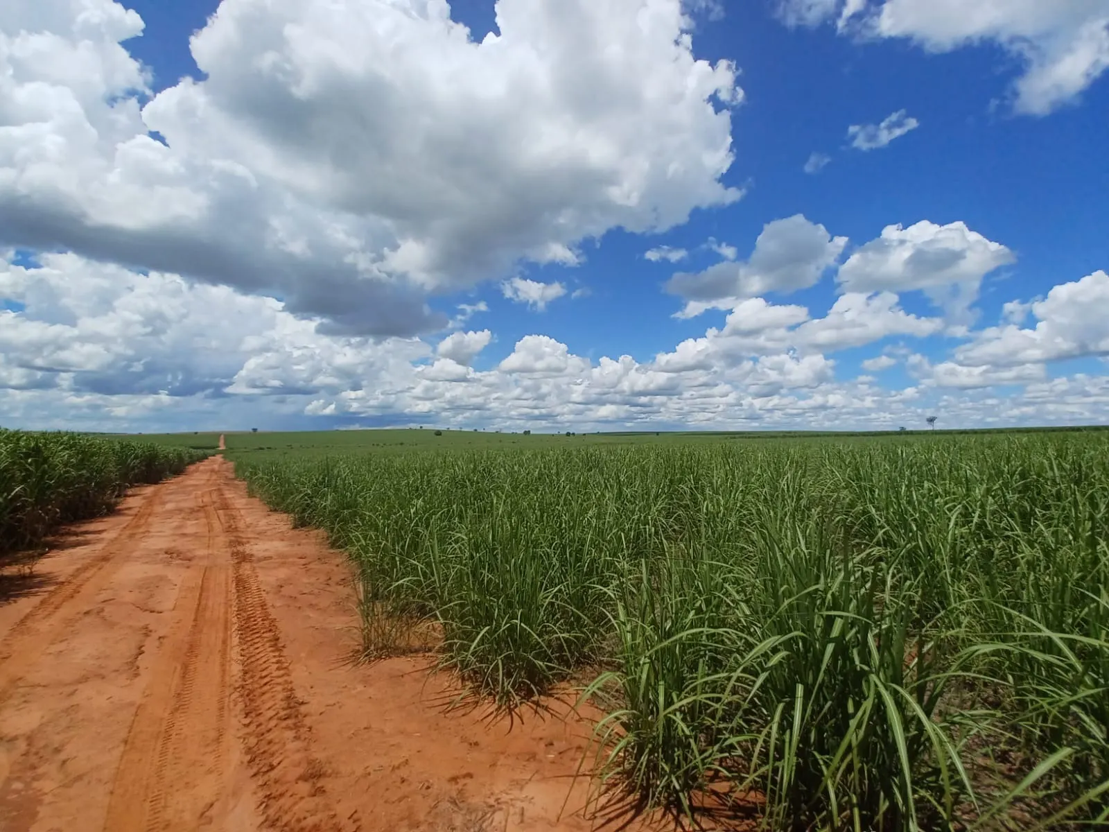 Fazenda à venda de 663 ha em Pacaembu, SP, Brasil