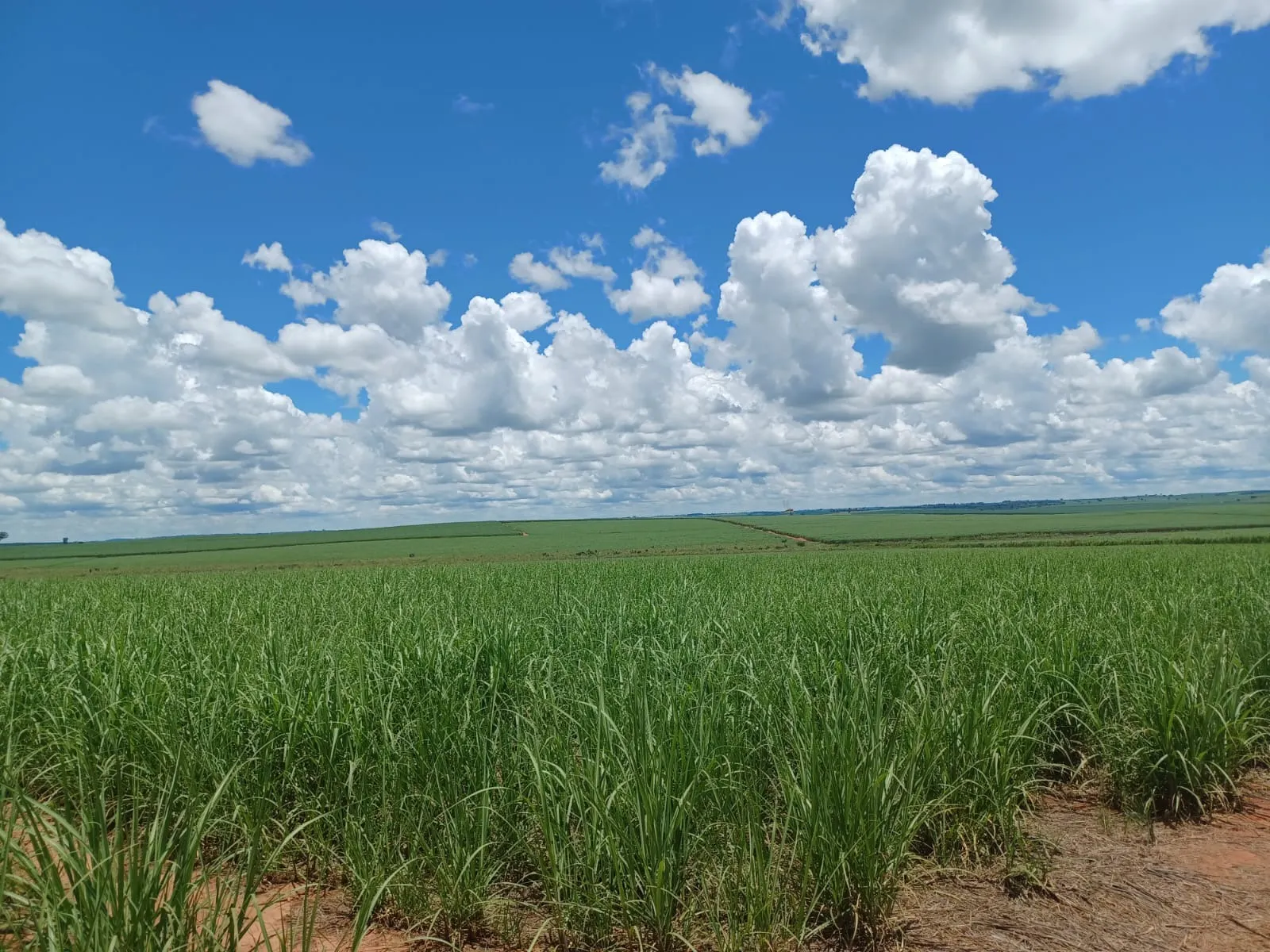 Fazenda à venda de 663 ha em Pacaembu, SP, Brasil