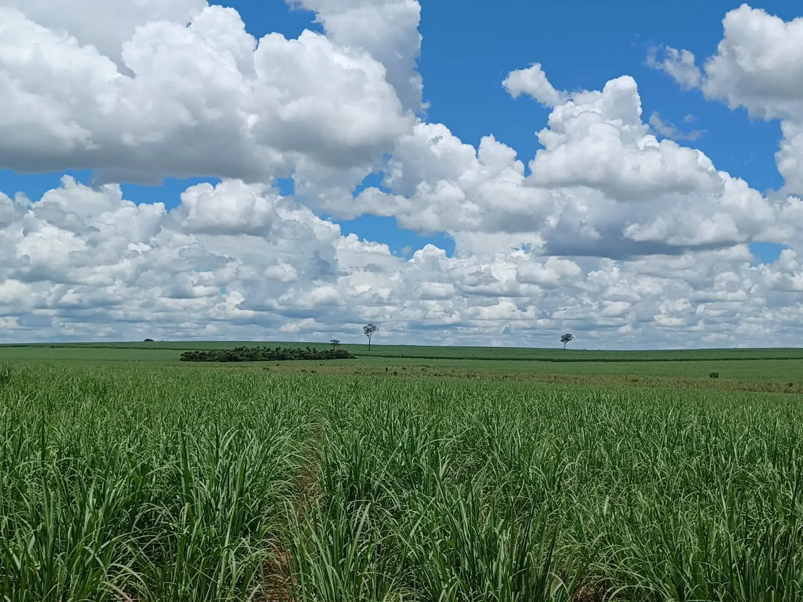 Fazenda à venda de 663 ha em Pacaembu, SP, Brasil