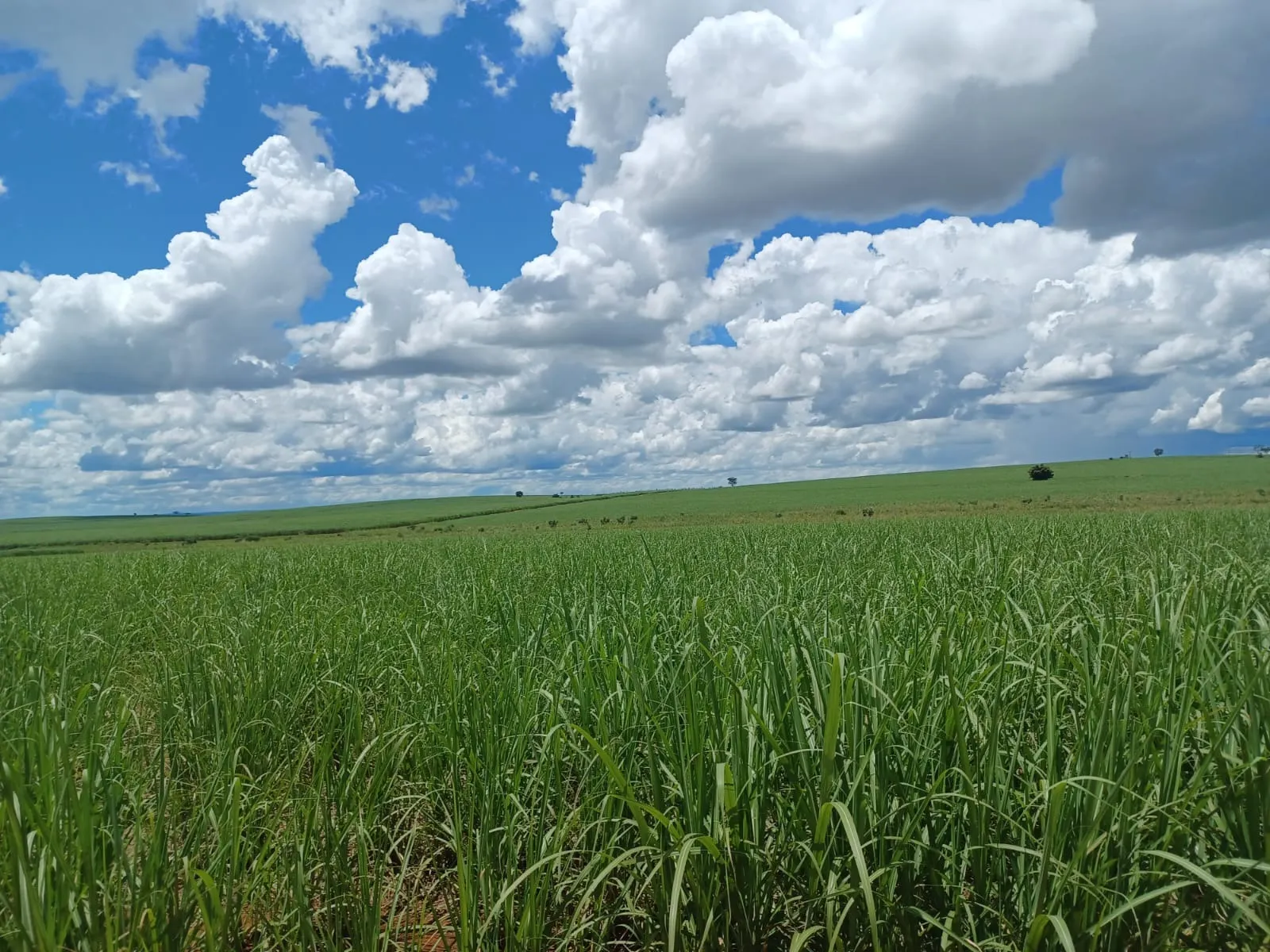Fazenda à venda de 663 ha em Pacaembu, SP, Brasil