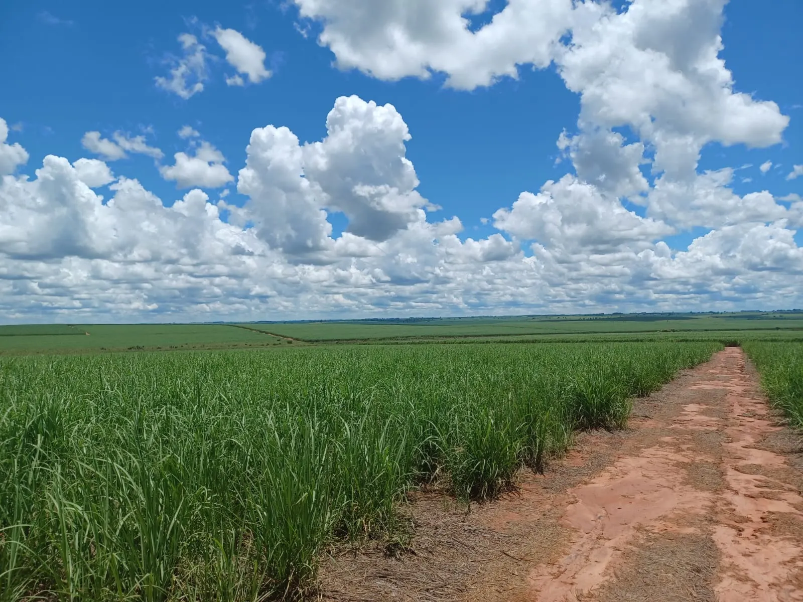 Fazenda à venda de 663 ha em Pacaembu, SP, Brasil