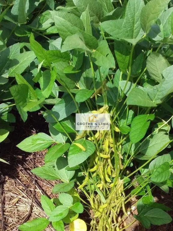 Fazenda à venda de 4.678 ha em Santa Rosa do Tocantins, TO, Brasil