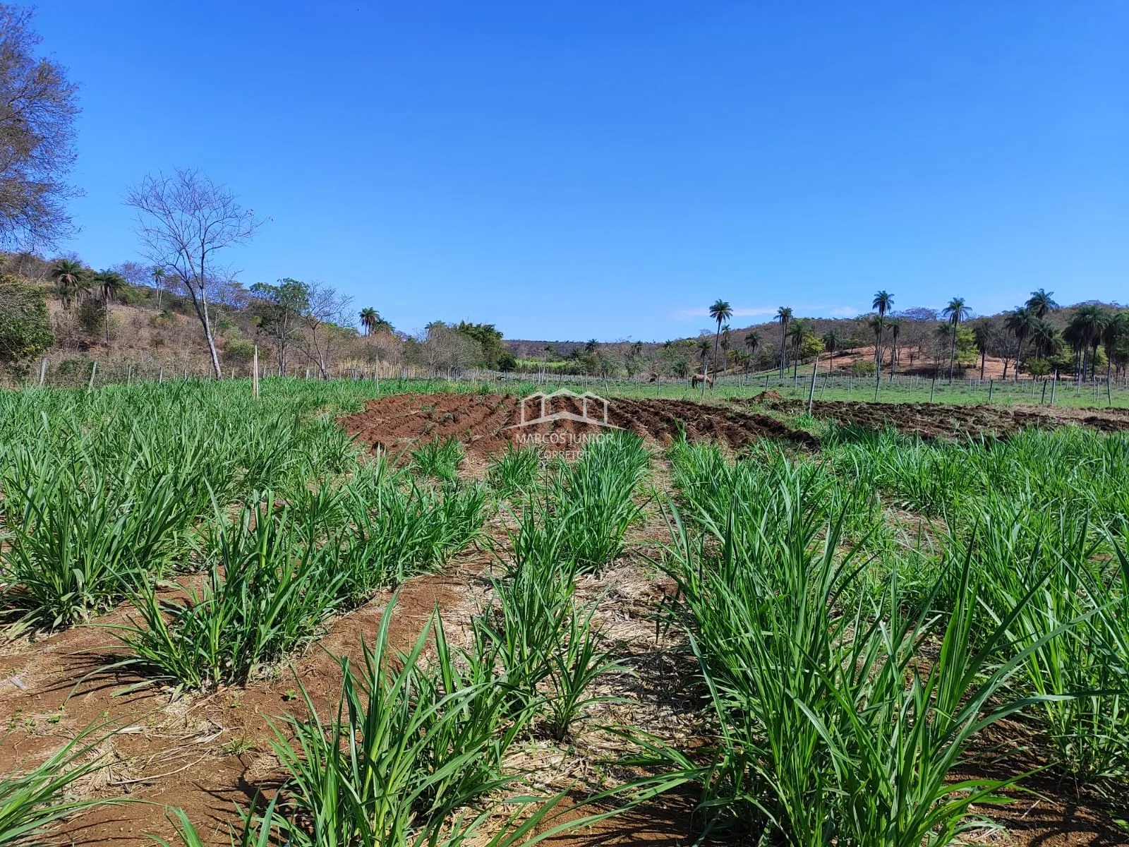 Sítio à venda de 50 ha em Montes Claros, MG, Brasil